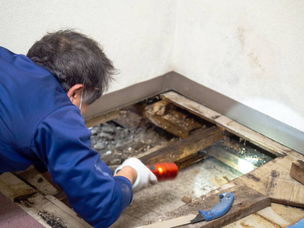 Best Health and Safety Mold Remediation in Lakeview, WA