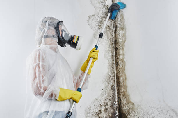 Trusted Lakeview, WA Mold Remediation Experts