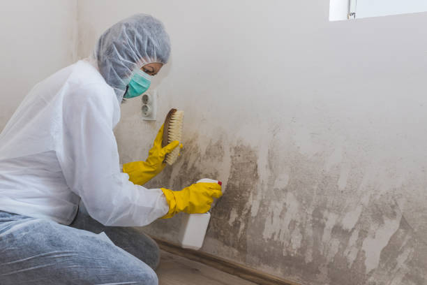 Best Industrial Mold Remediation in Lakeview, WA