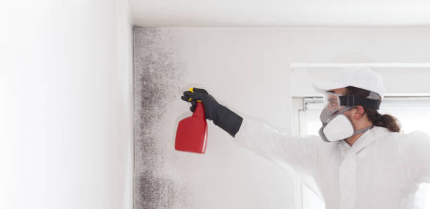 Best Localized Mold Remediation (e.g., coastal areas, humid climates) in Lakeview, WA