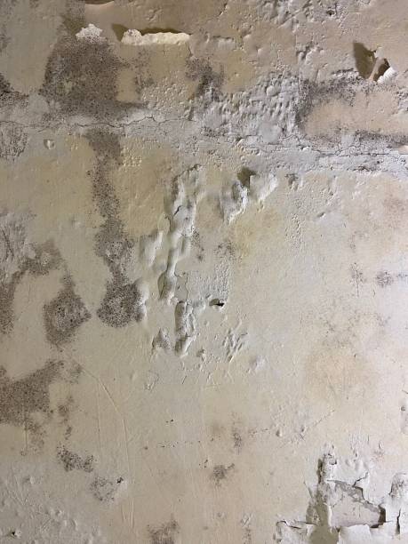 Best HVAC Mold Remediation in Lakeview, WA