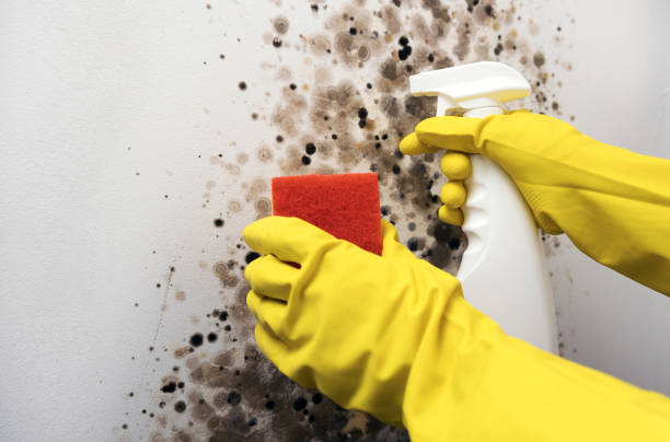 Best Emergency Mold Remediation in Lakeview, WA