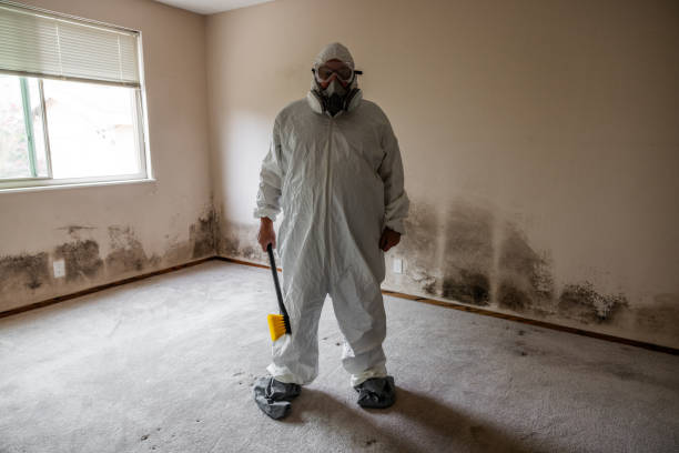 Best Attic Mold Remediation in Lakeview, WA