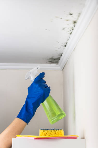 Best Residential Mold Remediation in Lakeview, WA